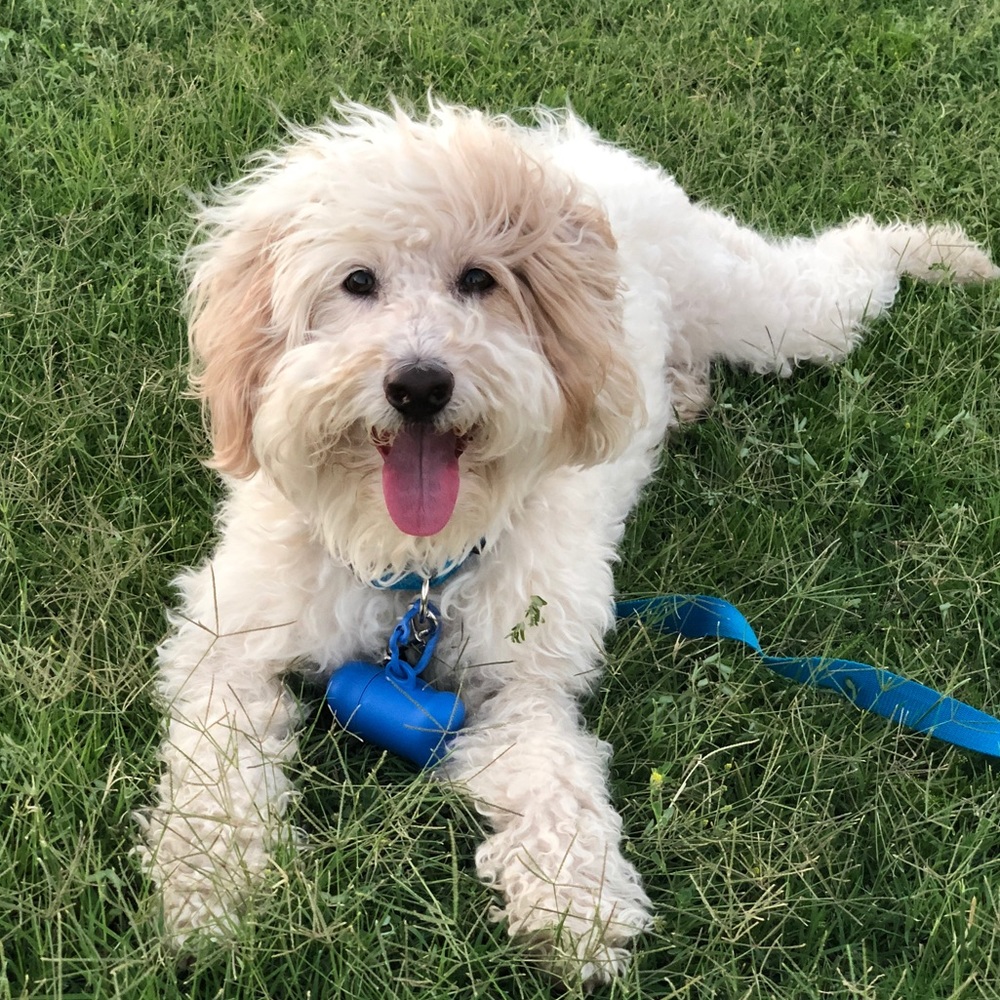 Meet your Posher, Lic